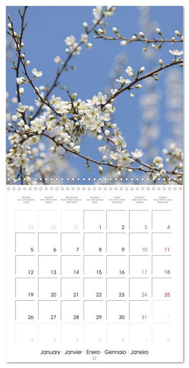 Produktbild: Arbres et arbustes la floraison (Calendrier mural carr&eacute; 2026 30x30 cm) Calendrier double avec une page pour vos prises de notes