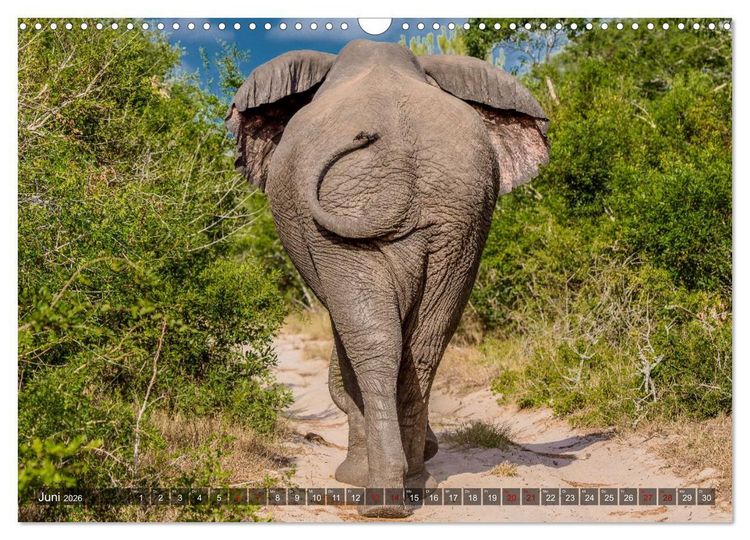Produktbild: Elefanten Begegnungen im &ouml;stlichen und s&uuml;dlichen Afrika (Wandkalender 2026 DIN A3 quer), CALVENDO Monatskalender