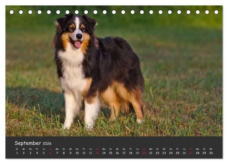 Produktbild: Australian Shepherd - Augenblicke (Tischkalender 2026 DIN A5 quer), CALVENDO Monatskalender