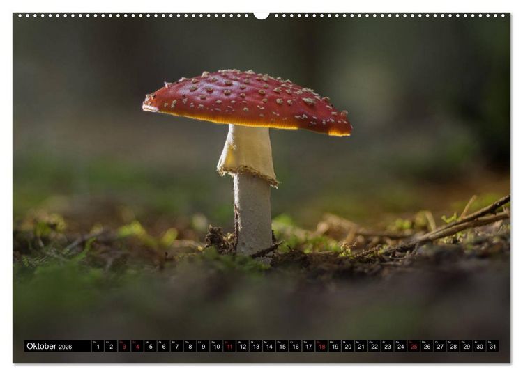 Produktbild: Zauberwelt Wald (Wandkalender 2026 DIN A2 quer), CALVENDO Monatskalender