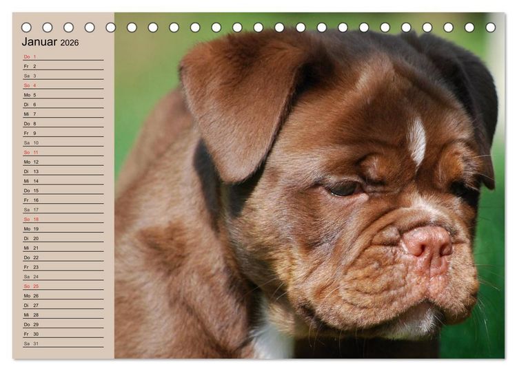 Produktbild: Faszination Bulldogge (Tischkalender 2026 DIN A5 quer), CALVENDO Monatskalender