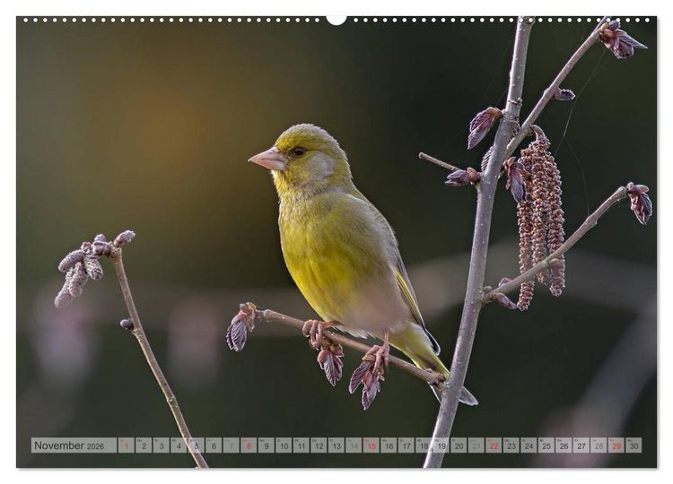 Produktbild: NATUR PUR Heimische Singv&ouml;gel (hochwertiger Premium Wandkalender 2026 DIN A2 quer), Kunstdruck in Hochglanz