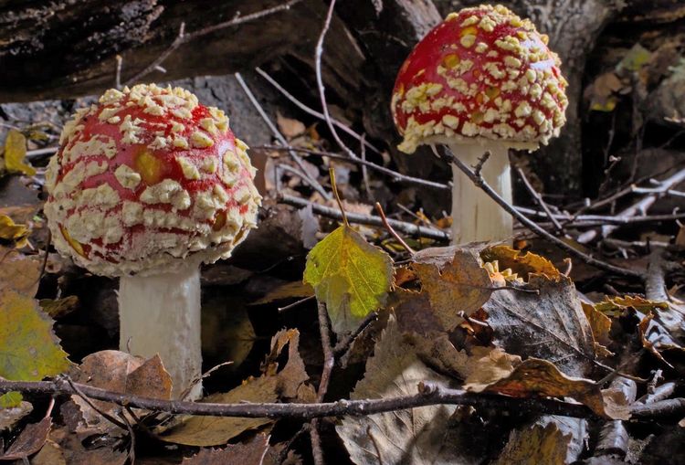 Produktbild: FANTASTISCHE PILZE - Die magische Welt zu unseren F&uuml;&szlig;en