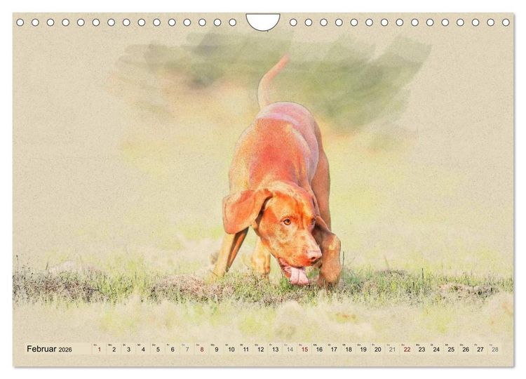 Produktbild: Magyar Vizsla 2026 (Wandkalender 2026 DIN A4 quer), CALVENDO Monatskalender