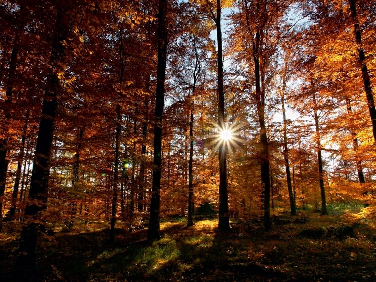 Produktbild: CALVENDO Puzzle Sonnenstrahlen im herbstlichen Wald | 1000 Teile Lege-Gr&ouml;&szlig;e 64x48cm Foto-Puzzle f&uuml;r gl&uuml;ckliche Stunden