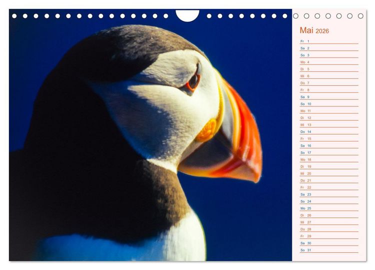 Produktbild: Papageitaucher auf Island (Wandkalender 2026 DIN A4 quer), CALVENDO Monatskalender