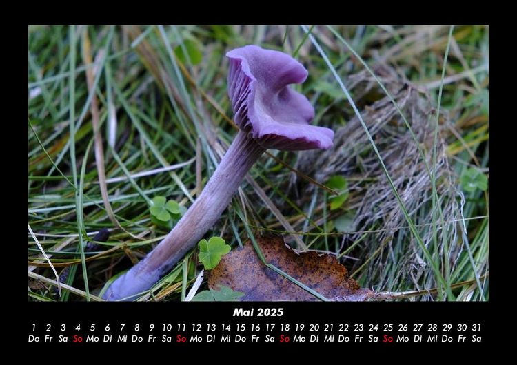 Produktbild: Pilzkalender 2025 Fotokalender DIN A3