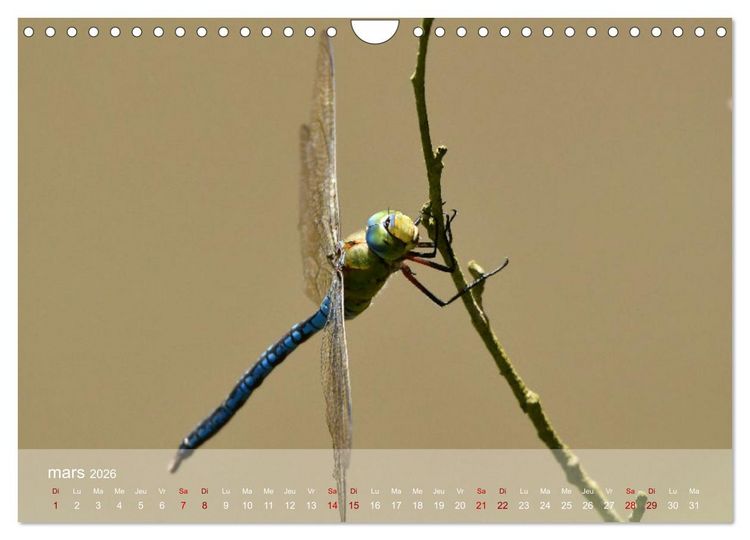 Produktbild: Oiseaux, Papillons et Libellules (Calendrier mural 2026 DIN A4 vertical), CALVENDO calendrier mensuel