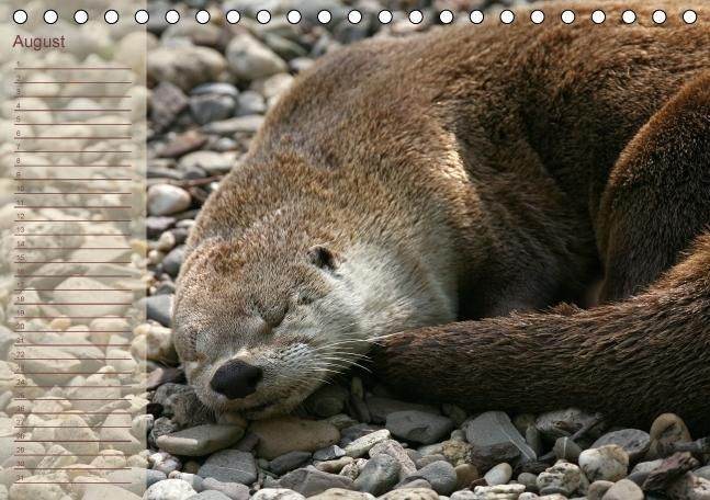 Produktbild: Fischotter Geburtstagskalender (Tischkalender immerw&auml;hrend DIN A5 quer)