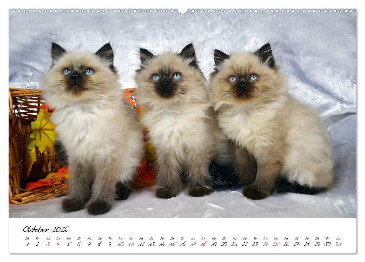 Produktbild: Katzenparade (Wandkalender 2026 DIN A2 quer), CALVENDO Monatskalender