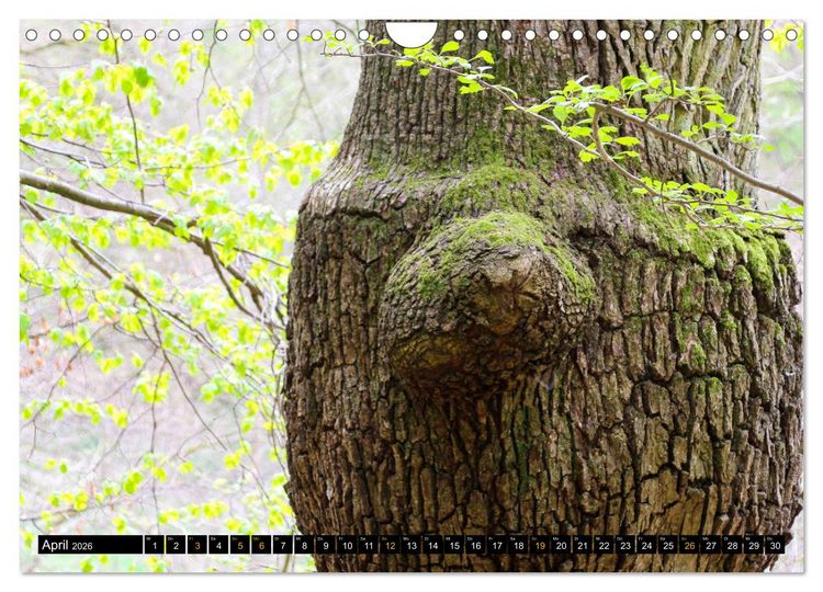 Produktbild: Magische Waldwesen (Wandkalender 2026 DIN A4 quer), CALVENDO Monatskalender