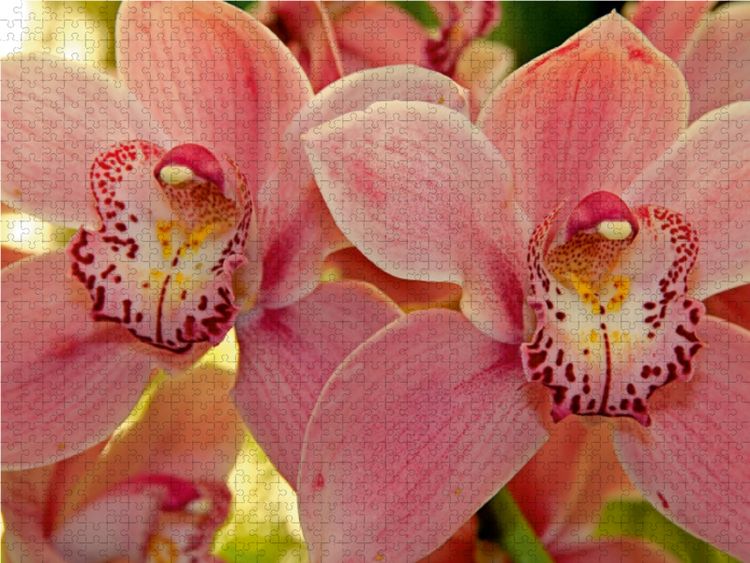 Produktbild: CALVENDO Puzzle Orchideen 1000 Teile Lege-Gr&ouml;&szlig;e 64 x 48 cm Foto-Puzzle Bild von Klaus Lielischkies