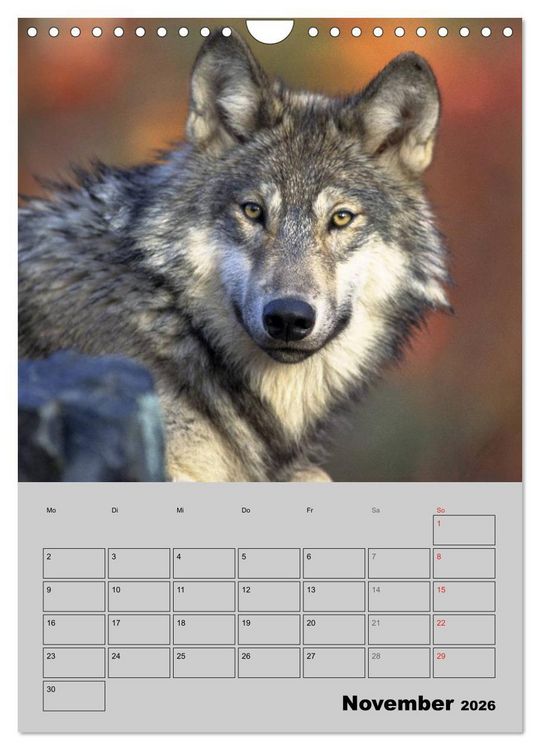 Produktbild: Wolf-Gesichter (Wandkalender 2026 DIN A4 hoch), CALVENDO Monatskalender