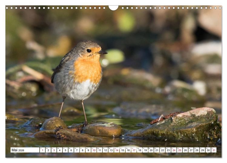 Produktbild: Geliebtes Rotkehlchen (Wandkalender 2026 DIN A3 quer), CALVENDO Monatskalender