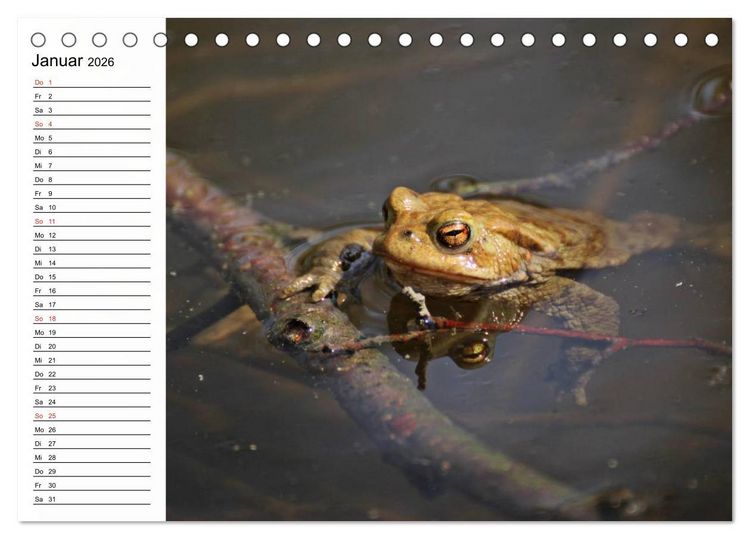 Produktbild: Amphibien und Reptilien (Tischkalender 2026 DIN A5 quer), CALVENDO Monatskalender