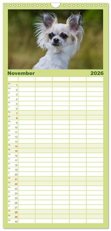 Produktbild: Familienplaner 2026 - Chihuahua - Kleine Hunde ganz gro&szlig; mit 5 Spalten (Wandkalender, 21 x 45 cm) CALVENDO