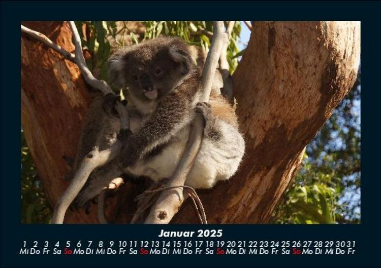 Produktbild: Koala 2025 Fotokalender DIN A5