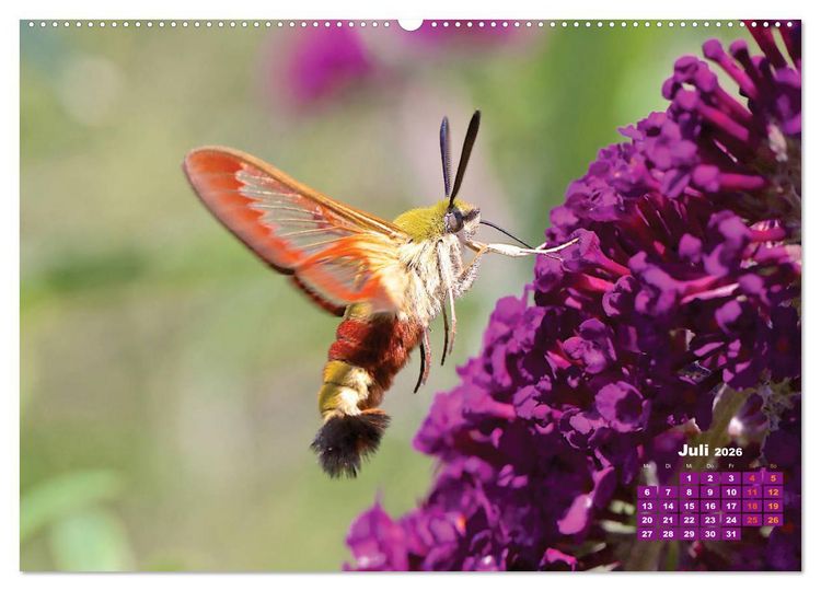 Produktbild: GEOclick Lernkalender: Portr&auml;ts einheimischer Schmetterlinge (Wandkalender 2026 DIN A2 quer), CALVENDO Monatskalender