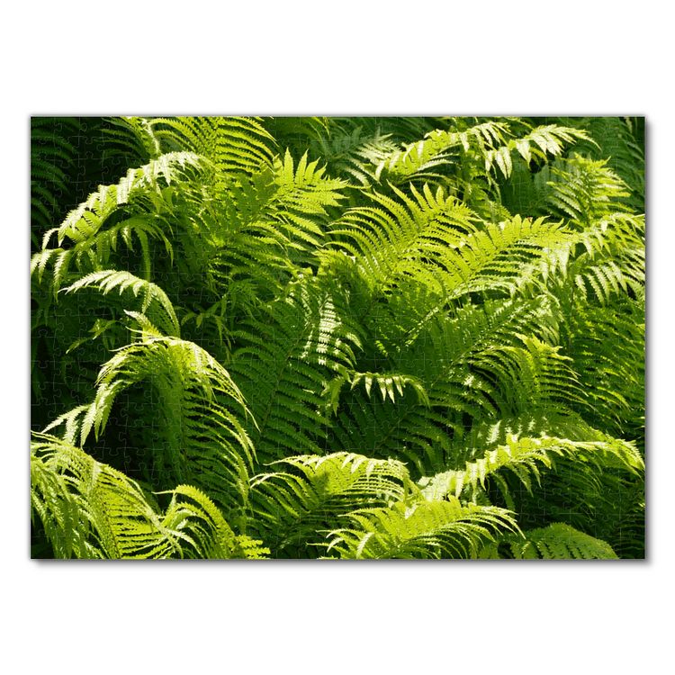 Produktbild: Lais Puzzle Farn 500 Teile