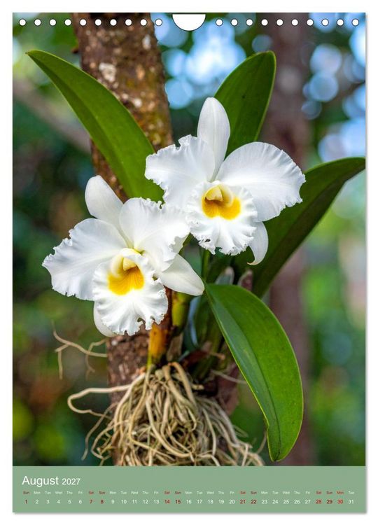 Produktbild: Cattleya - Breeder's Pride (Wall Calendar 2027 DIN A4 portrait), CALVENDO 12 Month Wall Calendar