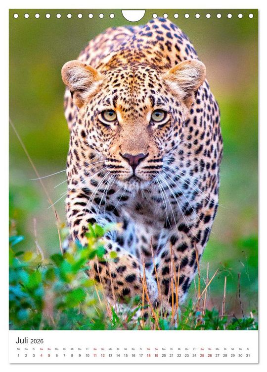 Produktbild: Leoparden - Die Beute im Visier. (Wandkalender 2026 DIN A4 hoch), CALVENDO Monatskalender