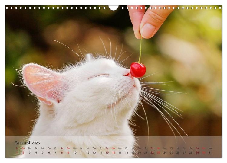 Produktbild: Katzen 2026 Bezaubernde Samtpfoten (Wandkalender 2026 DIN A3 quer), CALVENDO Monatskalender