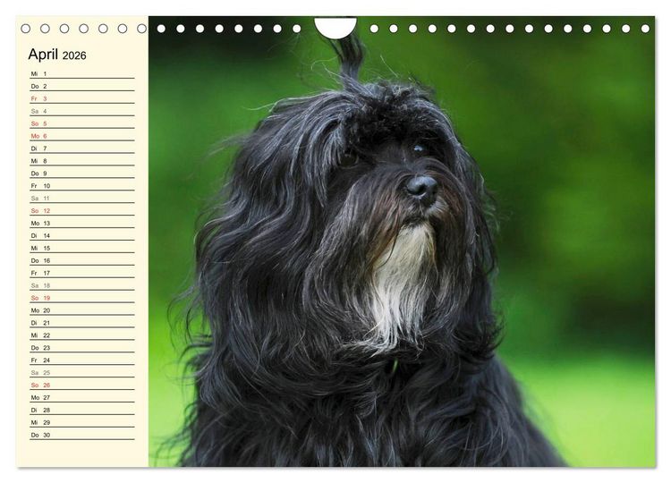 Produktbild: Havaneser - Herz auf 4 Pfoten (Wandkalender 2026 DIN A4 quer), CALVENDO Monatskalender