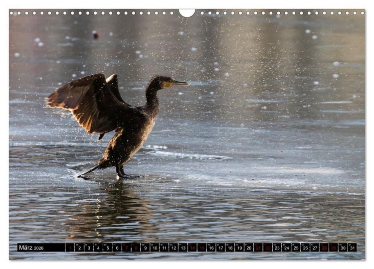 Produktbild: Der Kormoran - Ein intelligenter Fischj&auml;ger (Wandkalender 2026 DIN A3 quer), CALVENDO Monatskalender