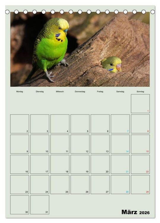 Produktbild: Wellensittiche Terminplaner (Tischkalender 2026 DIN A5 hoch), CALVENDO Monatskalender