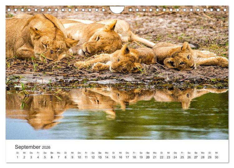 Produktbild: Botswana - Grandiose Wildnis (Wandkalender 2026 DIN A4 quer), CALVENDO Monatskalender