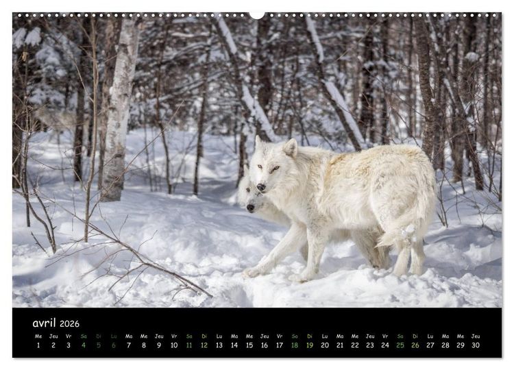 Produktbild: J'ai vu le loup (Calendrier mural 2026 DIN A2 vertical) calendrier de bureau