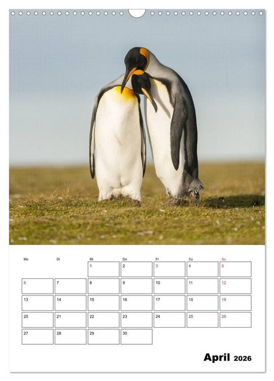Produktbild: Pinguine. Familiengl&uuml;ck im Eis (Wandkalender 2026 DIN A3 hoch), CALVENDO Monatskalender