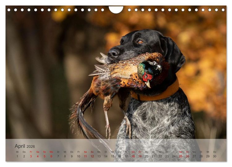 Produktbild: Treue Jagdgef&auml;hrten - Der Deutsch Drahthaar (Wandkalender 2026 DIN A4 quer), CALVENDO Monatskalender