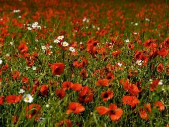Produktbild: CALVENDO Puzzle Ein Motiv aus dem Kalender Roter Mohn, bunte Wiesen | 1000 Teile Lege-Gr&ouml;&szlig;e 64x48cm Foto-Puzzle f&uuml;r gl&uuml;ckliche Stunden