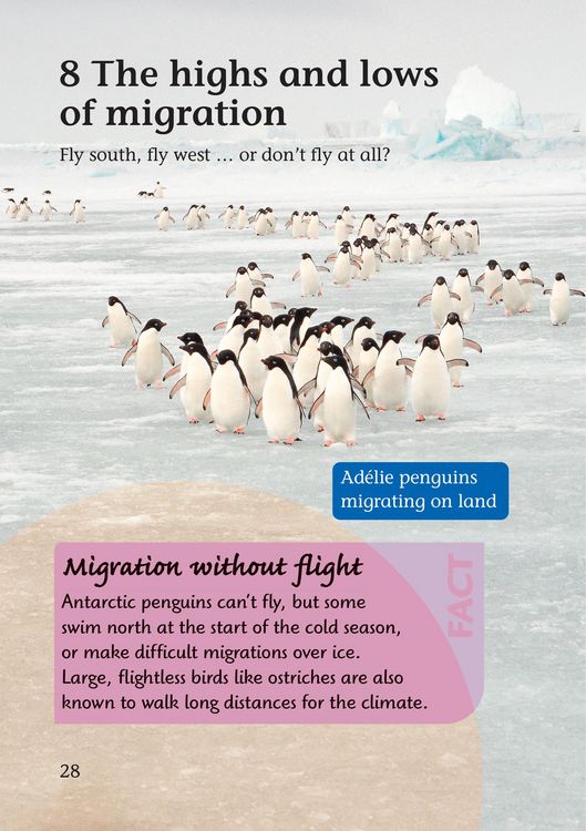 Produktbild: Migration Mysteries