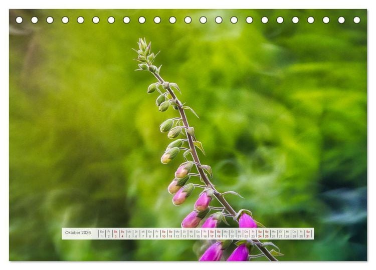 Produktbild: Traumhafte Waldstimmung am Rennsteig im Th&uuml;ringer Wald (Tischkalender 2026 DIN A5 quer), CALVENDO Monatskalender
