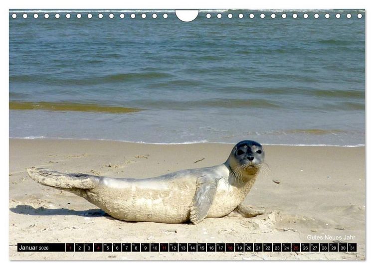Produktbild: T&ouml;werland Juist (Wandkalender 2026 DIN A4 quer), CALVENDO Monatskalender