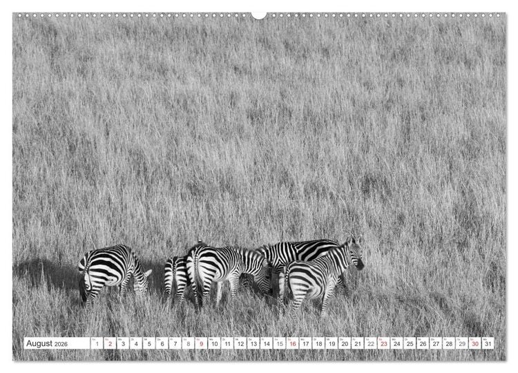 Produktbild: Emotionale Momente: Zebras - black & white. (Wandkalender 2026 DIN A2 quer), CALVENDO Monatskalender