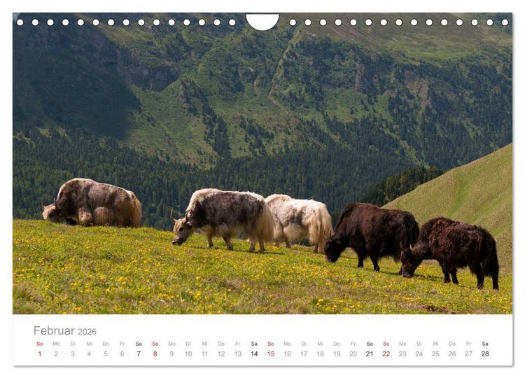 Produktbild: Tiere in Freiheit - Nutztiere auf der Alm (Wandkalender 2026 DIN A4 quer), CALVENDO Monatskalender