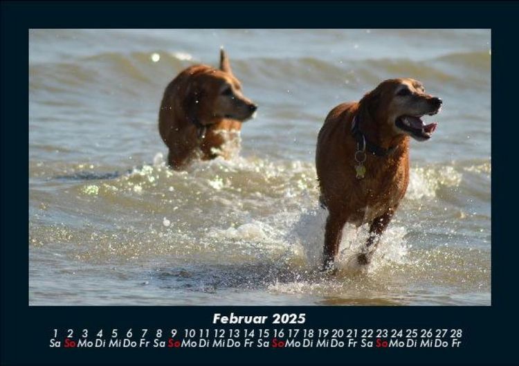 Produktbild: Hunde 2025 Fotokalender DIN A5
