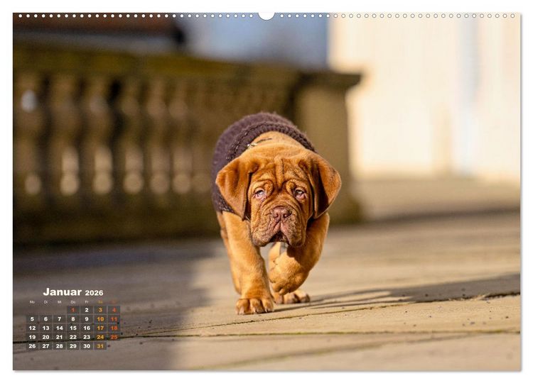 Produktbild: Eine kleine Bordeauxdogge entdeckt die Welt (hochwertiger Premium Wandkalender 2026 DIN A2 quer), Kunstdruck in Hochglanz