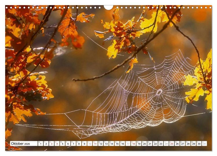 Produktbild: Bunte Bl&auml;tter (Wandkalender 2026 DIN A3 quer), CALVENDO Monatskalender