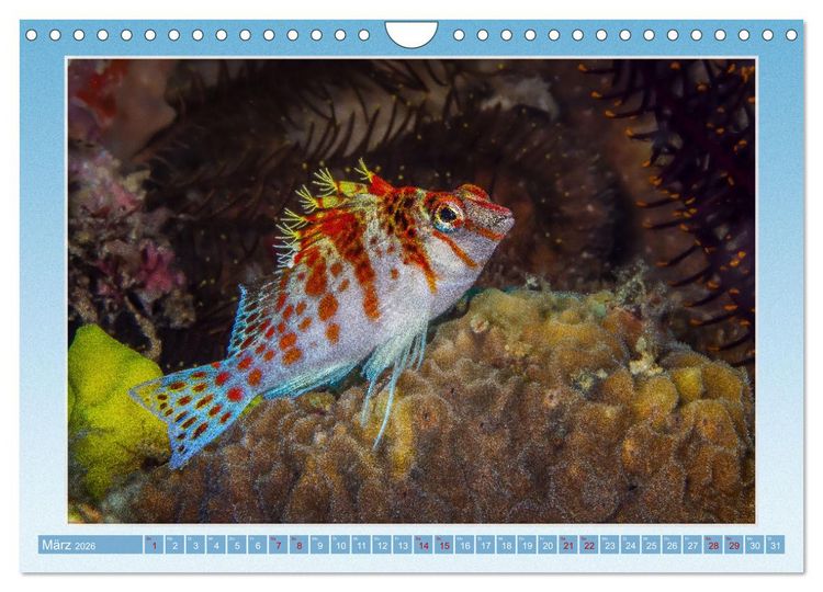 Produktbild: fisch portrait (Wandkalender 2026 DIN A4 quer), CALVENDO Monatskalender