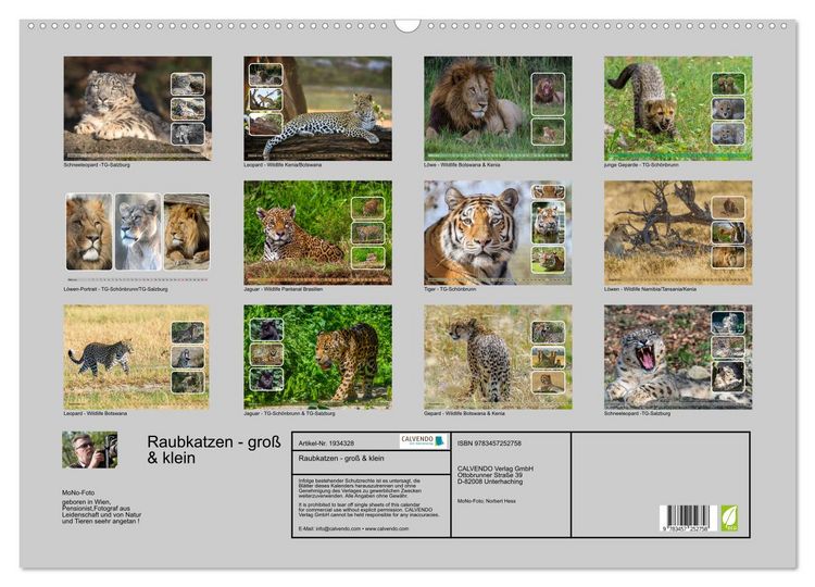Produktbild: Raubkatzen - gro&szlig; & klein (Wandkalender 2026 DIN A2 quer), CALVENDO Monatskalender