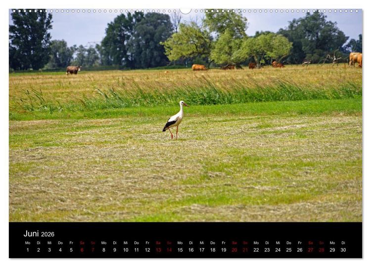 Produktbild: Elberadweg Coswig (Anhalt) (hochwertiger Premium Wandkalender 2026 DIN A2 quer), Kunstdruck in Hochglanz