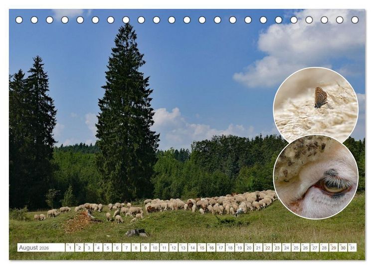 Produktbild: Weidetiere - Landschaftsgestalter seit Jahrhunderten (Tischkalender 2026 DIN A5 quer), CALVENDO Monatskalender