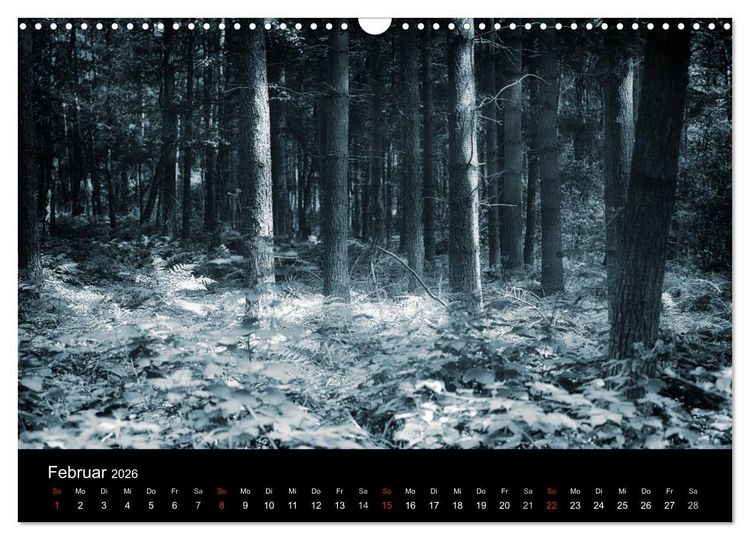 Produktbild: Mystische W&auml;lder (Wandkalender 2026 DIN A3 quer), CALVENDO Monatskalender