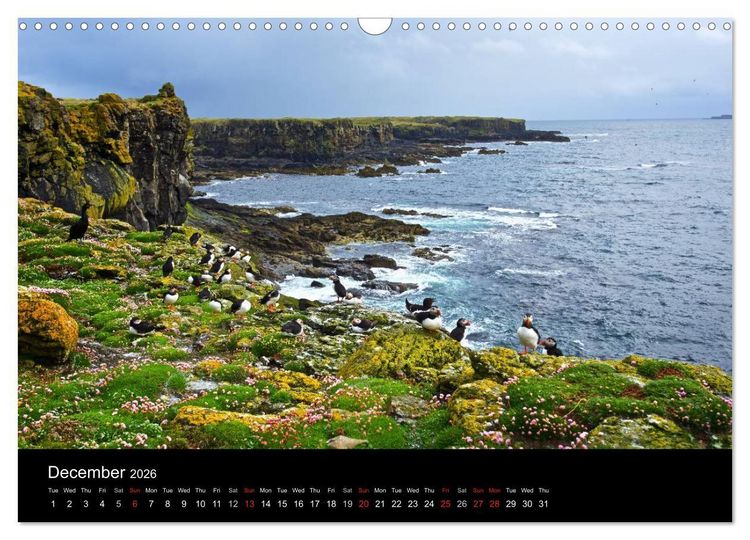 Produktbild: ATLANTIC PUFFINS OF SCOTLAND (Wall Calendar 2026 DIN A3 landscape), CALVENDO 12 Month Wall Calendar