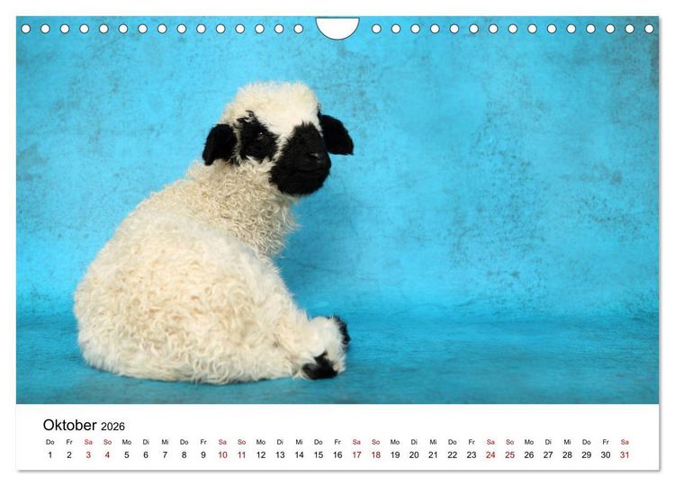 Produktbild: Walliser Schwarznasenschaf Valais Blacknose Sheep (Wandkalender 2026 DIN A4 quer), CALVENDO Monatskalender