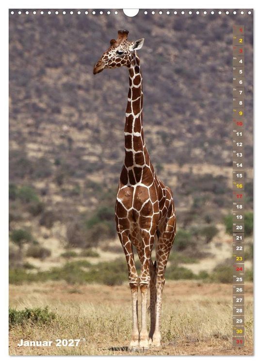 Produktbild: Giraffen - Anmut und Sanftheit (Wandkalender 2027 DIN A3 hoch), CALVENDO Monatskalender